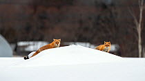 Ezo red fox (Vulpes vulpes schrencki) pair walking through populated area. Hokkaido, Japan. March.