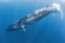 Bryde's whale (Balaenoptera brydei) commencing dive. Sri Lanka.