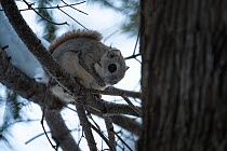 Siberian flying squirrel (Pteromys volans orii) sitting in tree at dusk. Hokkaido, Japan. March.