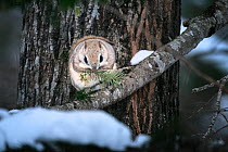 Siberian flying squirrel (Pteromys volans orii) feeding on Sakhalin fir tree. Hokkaido, Japan. March.