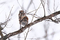 Siberian flying squirrel (Pteromys volans orii) eating buds in tree. Hokkaido, Japan. March.