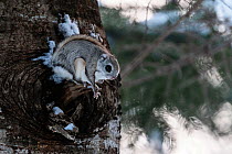 Siberian flying squirrel (Pteromys volans orii) emerging from nest hole in tree at dusk. Hokkaido, Japan. March.