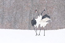 Manchurian crane (Grus japonensis) pair in courtship dance during snowstorm. Hokkaido, Japan. March.