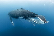 Humpback whale (Megaptera novaeangliae australis) female with suckling calf. Vava&#39;u Islands, Tonga.
