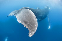 Humpback whale (Megaptera novaeangliae australis) female with calf swimming above head. Rake marks on fluke created by Orca or False Killer whale predators. Vava&#39;u Islands, Tonga.