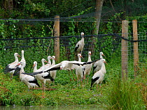Captive reared juvenile White stork (Ciconia ciconia) flying from an opening in a temporary holding pen on release day on the Knepp estate as others look on, Sussex, UK, August 2019.
