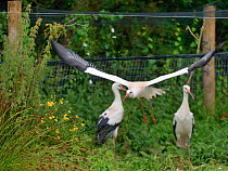 Captive reared juvenile White stork (Ciconia ciconia) flying from an opening in a temporary holding pen on release day on the Knepp estate as others look on, Sussex, UK, August 2019.