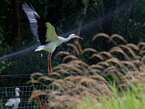 Captive reared juvenile White stork (Ciconia ciconia) flying from a temporary holding pen on release day on the Knepp Estate, Sussex, UK, August 2019.