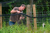 Jamie Craig of Cotswold Wildlife Park opening a temporary holding pen to allow captive reared juvenile White storks (Ciconia ciconia) to emerge on release day on the Knepp estate, Sussex, UK, August 2...