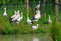 Captive reared juvenile White storks (Ciconia ciconia) starting to emerge cautiously from an opening in a temporary holding pen into a pond on release day on the Knepp estate, Sussex, UK, August 2019.