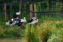 Captive reared juvenile White storks (Ciconia ciconia) starting to emerge cautiously from an opening in a temporary holding pen on release day on the Knepp estate, Sussex, UK, August 2019.