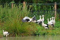 Captive reared juvenile White stork (Ciconia ciconia) flying from an opening in a temporary holding pen past another walking out on release day on the Knepp estate as others look on, Sussex, UK, Augus...