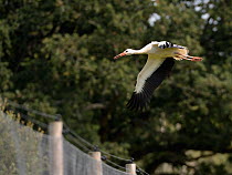 Captive reared juvenile White stork (Ciconia ciconia) flying from a large fenced enclosure on release day on the Knepp Estate, Sussex, UK, August 2019.