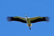 Captive reared juvenile White stork (Ciconia ciconia) in flight over the Knepp Estate soon after release,looking down, Sussex, UK, August 2019.