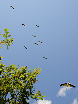 Captive reared juvenile White storks (Ciconia ciconia), flying over Oak trees soon after release on the Knepp estate, Sussex, UK, August 20198.
