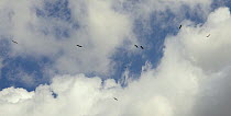 Captive reared juvenile White stork (Ciconia ciconia) flock circling high on thermals soon after release on the Knepp estate, Sussex, UK, August 2019.