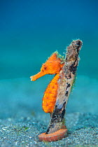 Common seahorse (Hippocampus kuda) female wrapping her prehensile tail around piece of wood on the seabed. Bitung, North Sulawesi, Indonesia. Lembeh Strait, Molucca Sea.