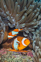 Pair of Western clown anemonefish (Amphiprion ocellaris) spawning orange eggs on the rock beneath their Magnificent sea anemone (Heteractis magnifica) home on a coral reef. This photo shows the larger...