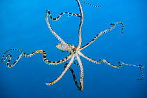 Free swimming mimic octopus (Thaumoctopus mimicus). Bitung, North Sulawesi, Indonesia. Lembeh Strait, Molucca Sea.