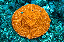 Mushroom coral (Fungia sp.) fluoresces a bright orange at depth. At this depth underwater there is no orange light left, pigments within the coral absorb blue light and emit it as orange light (the re...