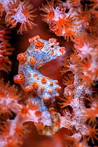 Pygmy seahorse (Hippocampus bargibanti,) hiding in a seafan (Muricella sp.). Bitung, North Sulawesi, Indonesia. Lembeh Strait, Molucca Sea.Cropped.
