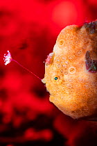 Orange painted frogfish (Antennarius pictus) fishing. Here the frogfish is illuminated by a snooted strobe and the background sand lit with a red LED torch. Bitung, North Sulawesi, Indonesia. Lembeh S...