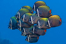 School of White collar butterflyfish (Chaetodon collare) pack together above a coral reef. North Male Atoll, Maldives. Indian Ocean