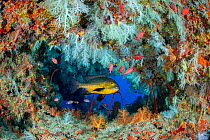 Midnight snapper (Macolor macularis) shelters in a cavern on a coral reef with white soft corals (Scleronephthya sp.) and solderfish. Vavuu Atoll, Maldives. Indian Ocean