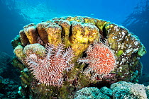 Pair of crown-of-thorns sea stars (Acanthaster planci) feeding on a coral colony. La Paz, Baja California Sur, Mexico. Sea of Cortez, Gulf of California, East Pacific Ocean.