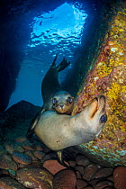 California sea lion (Zalophus californianus) pups in an underwater cave. Los Islotes, La Paz, Baja California Sur, Mexico. Sea of Cortez, Gulf of California, East Pacific Ocean.