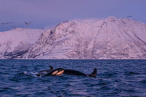 Killer whale / Orca (Orcinus orca) newborn breaching to breath at the surface in an Arctic fjord in Spildra, northern Norway. This baby was so young that it could not yet breathe properly with its blo...