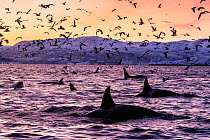 Killer whales (Orcinus orca) at the surface in an Arctic fjord in Spildra, northern Norway, with sea birds. Arctic Ocean