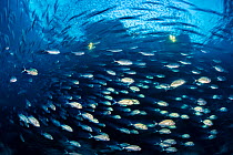 Long exposure of school of Bigeye trevally (Caranx sexfasciatus) swimming in front of a jetty, close to sunset. Misool, Raja Ampat, West Papua, Indonesia. Ceram Sea. Tropical West Pacific Ocean.