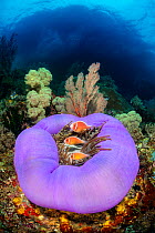 Three Pink anemonefish (Amphiprion perideraion) living in a purple skirted magnificent sea anemone (Heteractis magnifica) on a coral reef, below a small island. Misool, Raja Ampat, West Papua, Indones...