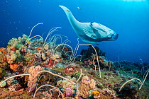 Reef manta (Mobula alfredi) female swimming close to a coral reef, while cleaner wrasse (Labroides dimidiatus), tiny by comparison, pick parasites from her lips. Misool, Raja Ampat, West Papua, Indone...