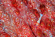 Commensal emperor shrimp (Periclimenes imperator) moves across the colourful red patterned surface of its host Candycane sea cucumber (Thelenota rubralineata). Misool, Raja Ampat, West Papua, Indonesi...