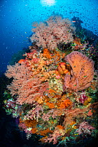 Large reef scene on the current exposed face of a coral reef, with seafans (Melithaea sp.), soft corals (Dendronephthya spp.), sponges, coral grouper (Cephalopholis miniata), anthias, damselfish and m...