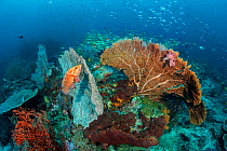 Coral grouper (Cephalopholis miniata) waits in ambush, hiding against a seafan (Annella sp.) hunting silversides (Atherinidae), with schooling bigeye snapper (Lutjanus lutjanus) behind. Misool, Raja A...