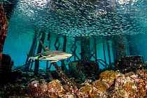 Blacktip reef shark (Carcharhinus melanopterus) swims beneath a jetty and schools of silversides (Atherinidae) on a coral reef. Misool, Raja Ampat, West Papua, Indonesia. Ceram Sea. Tropical West Paci...