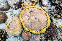 Hard coral (Porites sp.) micro-atoll. A microatoll is a circular colony of coral, dead on the top from exposure to air at low tide, but living around the edge. Their presence in coral reef fossils is...