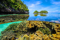 Split level image of Leather corals (Sarcophyton sp.) flourishing in shallow water close to uninhabited coral islands. Misool, Raja Ampat, West Papua, Indonesia. Ceram Sea. Tropical West Pacific Ocean...