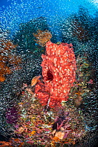 Schools of baitfish including Cardinalfish (Apogon spp) and Silversides (Atherinidae) mass on a coral reef, with Giant barrel sponge (Xestospongia sp.) and predatory coral grouper (Cephalopholis minia...