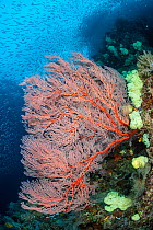 Red seafan (Melitheae sp.) and soft coral (Dendronephthya sp.) on a reef drop off, with schooling silversides (Atherinidae). Misool, Raja Ampat, West Papua, Indonesia. Ceram Sea. Tropical West Pacific...