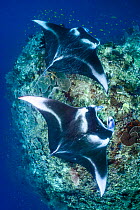 Pair of large reef manta rays (Mobula alfredi) swim over a coral reef cleaning station. Misool, Raja Ampat, West Papua, Indonesia. Ceram Sea. Tropical West Pacific Ocean.