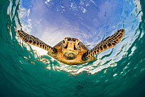 Green turtle (Chelonia mydas) descending after breathing at the surface. Misool, Raja Ampat, West Papua, Indonesia. Ceram Sea. Tropical West Pacific Ocean.