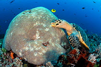 Hawksbill turtle (Eretmochelys imbricata) unusually feeding on hard coral polyps. Misool, Raja Ampat, West Papua, Indonesia. Ceram Sea. Tropical West Pacific Ocean.