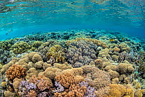 Coral (Lobophytum sp.) on a reef flat, with Hawksbill turtle (Eretmochelys imbricata) in background. Misool, Raja Ampat, West Papua, Indonesia. Ceram Sea. Tropical West Pacific Ocean.