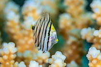 Post larval Red Sea sailfin tang (Zebrasoma desjardinii), Gubal Island, Egypt. Strait Of Gubal, Gulf of Suez, Red Sea.