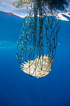 Carapace of a dead olive Ridley turtle (Lepidochelys olivacea) entangled in discarded fishing gear. Indian Ocean, off Sri Lanka.