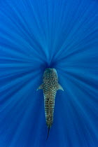 Whale shark (Rhincodon typus) swimming through sun beams. This individual was following blue whales around to feed on their faeces. Indian Ocean, off Sri Lanka